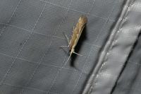 Plutella xylostella