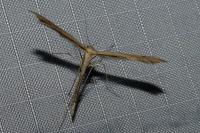 Stenoptilia