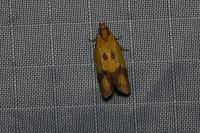 Agapeta zoegana