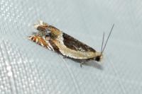 Ancylis badiana