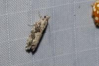Epinotia cinereana
