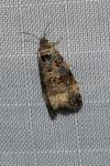 Endothenia