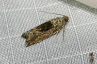Epinotia nisella