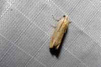 Eucosma