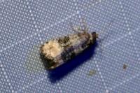 Piniphila bifasciana