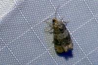 Piniphila bifasciana
