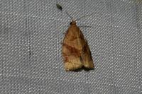 Archips rosana