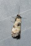 Neocochylis dubitana