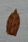 Pandemis heparana