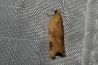 Paramesia gnomana