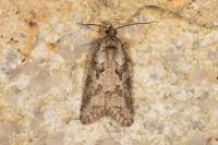 Cnephasia