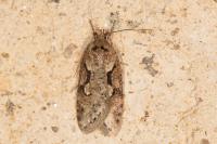 Semioscopis steinkellneriana