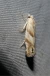 Eucosma pupillana