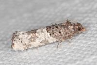 Phaneta pauperana