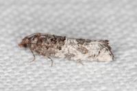 Phaneta pauperana
