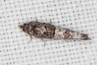 Phaneta pauperana