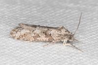 Cnephasia