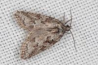 Cnephasia