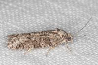 Cnephasia