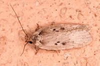 Agonopterix yeatiana
