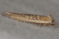 Oxypteron schawerdai