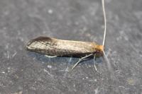 Nematopogon adansoniella