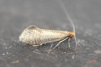 Nematopogon adansoniella