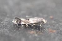 Elachista stabilella