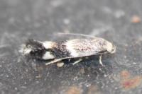 Elachista stabilella
