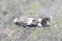 Elachista stabilella