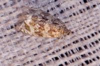 Orthotaenia undulana