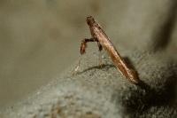 Caloptilia falconipennella
