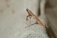 Caloptilia falconipennella