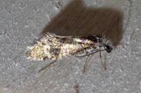 Dyseriocrania subpurpurella