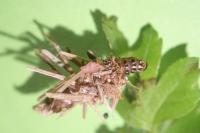 Sterrhopterix fusca