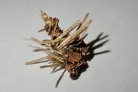 Sterrhopterix fusca