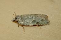 Acleris literana