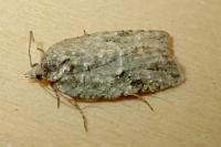 Acleris literana