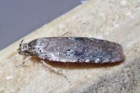 Agonopterix purpurea