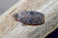 Agonopterix purpurea