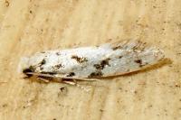 Nemapogon inconditellus