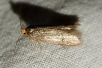 Agnoea josephinae