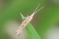 Plutella xylostella