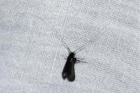 Adela reaumurella