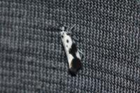 Ethmia quadrillella