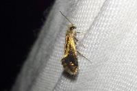 Dyseriocrania subpurpurella