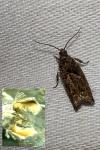 Epinotia immundana