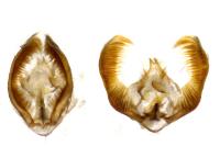 Epinotia immundana