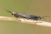 Augasma aeratella