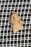 Acleris ferrugana/notana